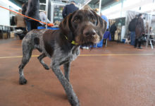 Photo of Hunting and Fishing Expo in Minsk | In Pictures | Belarus News | Belarusian news | Belarus today | news in Belarus | Minsk news | BELTA