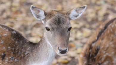 Photo of European fallow deer in Vitebsk Zoo | In Pictures | Belarus News | Belarusian news | Belarus today | news in Belarus | Minsk news | BELTA