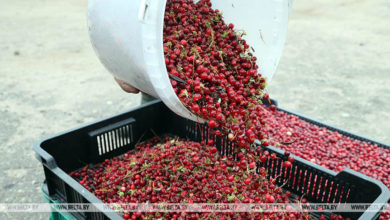 Photo of Cranberry harvest season in Belarus | Belarus News | Belarusian news | Belarus today | news in Belarus | Minsk news | BELTA