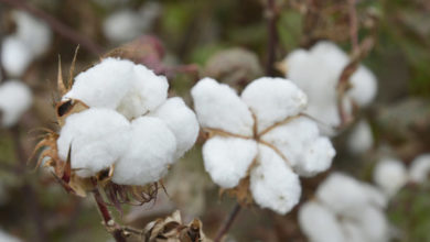 Photo of Cotton harvest time in Uzbekistan | In Pictures | Belarus News | Belarusian news | Belarus today | news in Belarus | Minsk news | BELTA