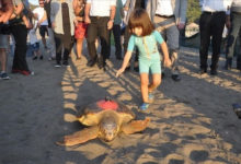 Photo of Turkey adopts new measures to protect endangered sea turtles | Partners | Belarus News | Belarusian news | Belarus today | news in Belarus | Minsk news | BELTA