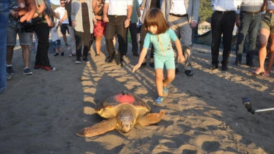 Photo of Turkey adopts new measures to protect endangered sea turtles | Partners | Belarus News | Belarusian news | Belarus today | news in Belarus | Minsk news | BELTA