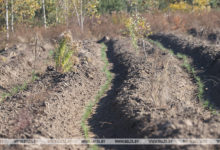 Photo of Более 500 тыс. саженцев высадят в Гомельской области во время акции “Чистый лес”