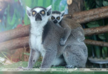 Photo of New addition in Minsk Zoo | Belarus News | Belarusian news | Belarus today | news in Belarus | Minsk news | BELTA