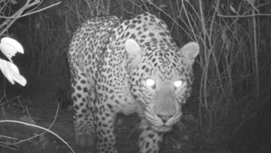 Photo of PM directs to declare a ‘leopard preservation zone’ in Margalla hills | Partners | Belarus News | Belarusian news | Belarus today | news in Belarus | Minsk news | BELTA