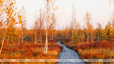 Photo of ФОТОТОФАКТ: Республиканский заказник “Ельня” осенью