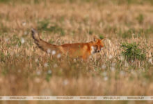 Photo of Autumn in Naliboki Pushcha | Belarus News | Belarusian news | Belarus today | news in Belarus | Minsk news | BELTA