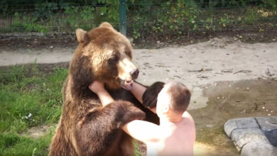 Photo of «Два богатыря!»: медведь Мансур борется со своим хозяином