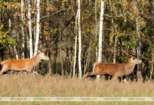 Photo of Autumn landscapes of Grodno District | Belarus News | Belarusian news | Belarus today | news in Belarus | Minsk news | BELTA