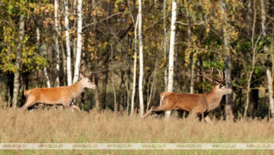 Photo of Autumn landscapes of Grodno District | Belarus News | Belarusian news | Belarus today | news in Belarus | Minsk news | BELTA