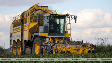 Photo of Sugar beet harvesting in Kobrin District | Belarus News | Belarusian news | Belarus today | news in Belarus | Minsk news | BELTA