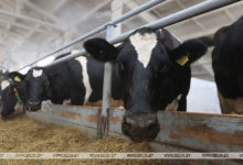 Photo of Производство сельхозпродукции в Беларуси в январе-сентябре снизилось на 6,6%