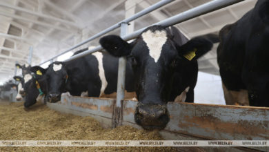 Photo of Производство сельхозпродукции в Беларуси в январе-сентябре снизилось на 6,6%