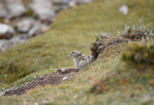 Photo of Changtang nature reserve in China’s Tibet | In Pictures | Belarus News | Belarusian news | Belarus today | news in Belarus | Minsk news | BELTA