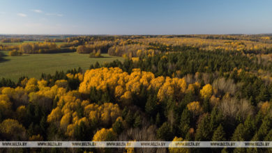 Photo of В Лельчицком районе нашли заблудившегося в лесу мужчину