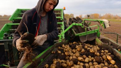 Photo of Производство сельхозпродукции в Беларуси в снизилось