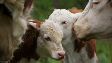 Photo of Производство сельхозпродукции снизилось в Беларуси в 2021 году