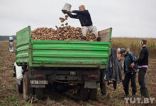 Photo of Упало сельхозпроизводство. Меньше собрали картофеля, зерна и произвели мяса