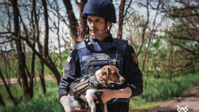 Photo of Собака-сапер. Кто такой Патрон, которого наградил Владимир Зеленский. ФОТОРЕПОРТАЖ