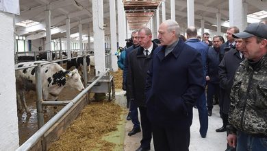 Photo of Ловушка Лукашенко: как работники белорусских колхозов оказались под прицелом режима