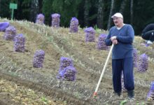 Photo of При Лукашенко производство «национального продукта» сократилось почти вдвое