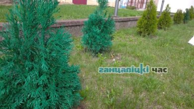 Photo of В Ганцевичах покрасили несколько выгоревших на солнце туй. Так готовятся к «Дожинкам». ВИДЕО