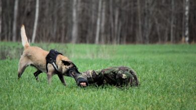 Photo of Латвийские пограничники задержали нелегалов на границе с  Беларусью, применив оружие