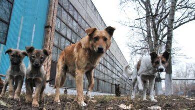 Photo of В Гомельском районе отстрел бездомных собак поручили охотникам