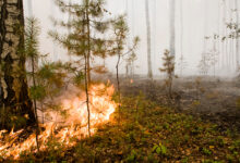 Photo of В Беларуси зафиксированы первые лесные пожары