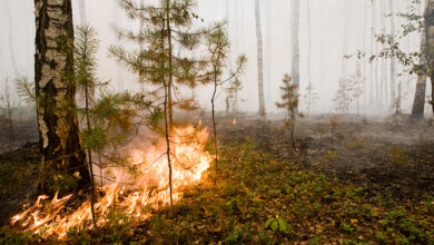 Photo of В Беларуси зафиксированы первые лесные пожары