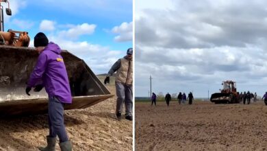 Photo of Аутсайдеры хоккейной лиги Беларуси убирали камни с полей в Шкловском районе. ВИДЕО