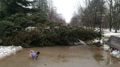 Photo of На Беларусь обрушился шквальный ветер